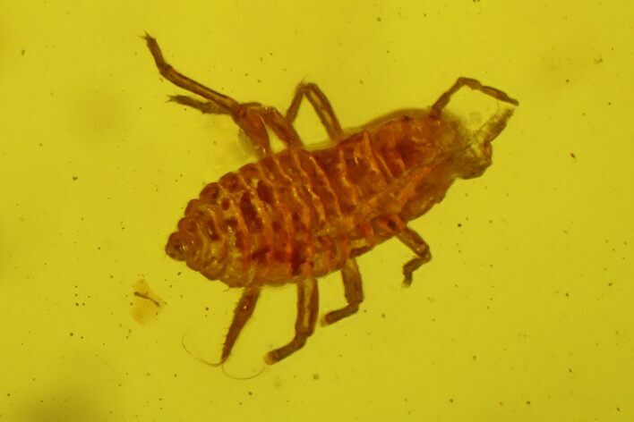 Fossil Aphid (Sternorrhyncha) In Baltic Amber #128330